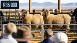 Two Merino veld rams fetch R35 000 each at Eastern Free State club's 40th auction