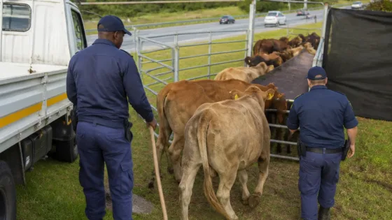 Knysna adopts zero-tolerance on roaming cattle as impoundments begin