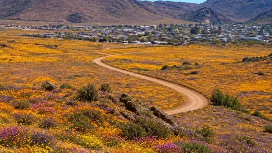 Namaqualand around Springbok erupts in spring colour as winter rains coax rare blooms