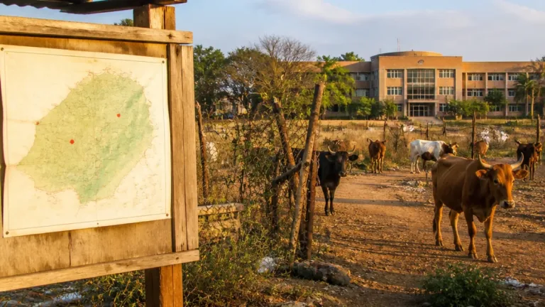DA: Only 3 of 22 Limpopo municipalities have operational animal pounds, raising FMD concerns