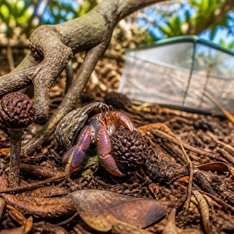 Hermit crabs help spread seeds of a parasitic plant in Okinawa forests